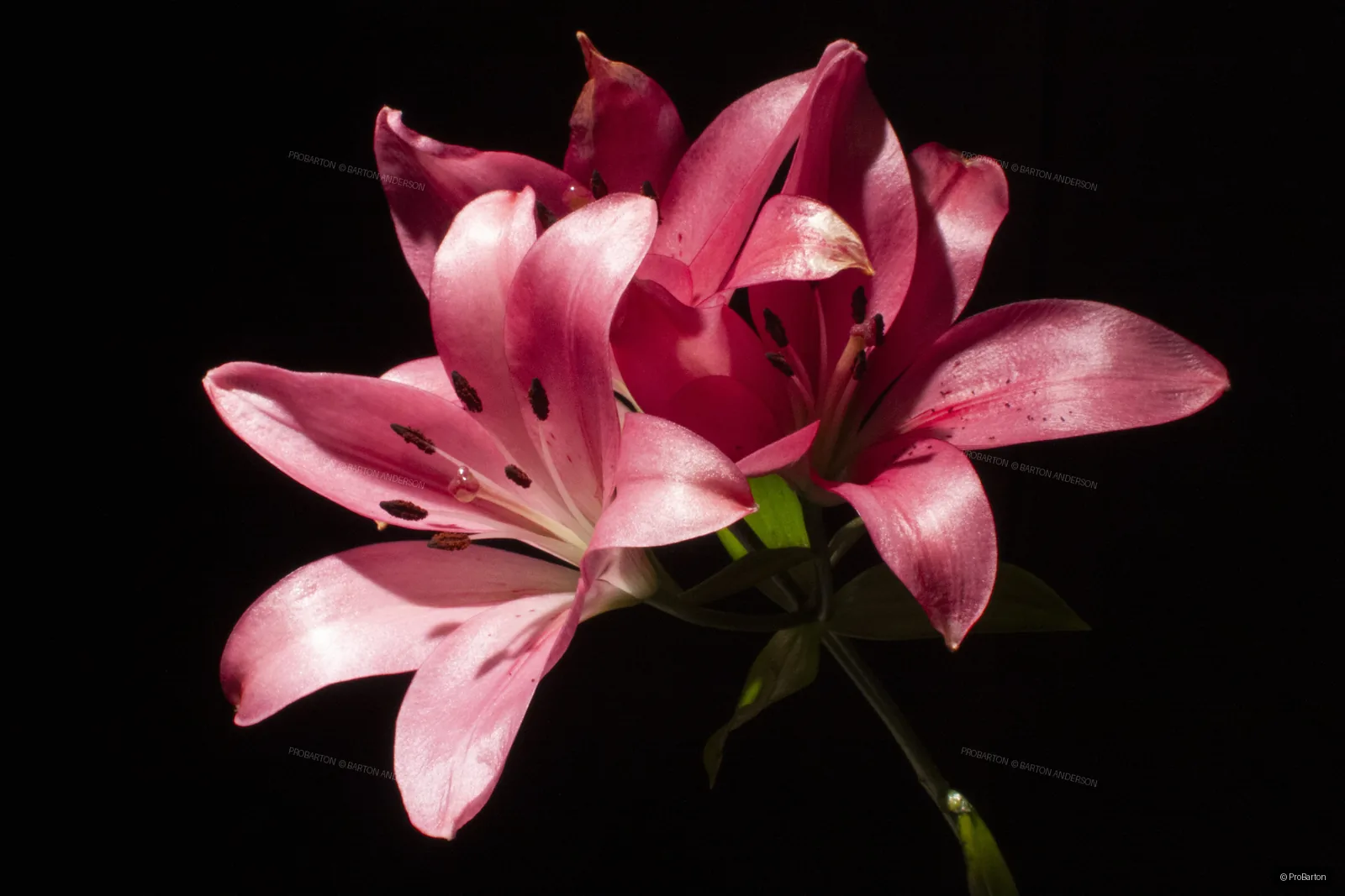 Fine art photograph by ProBarton