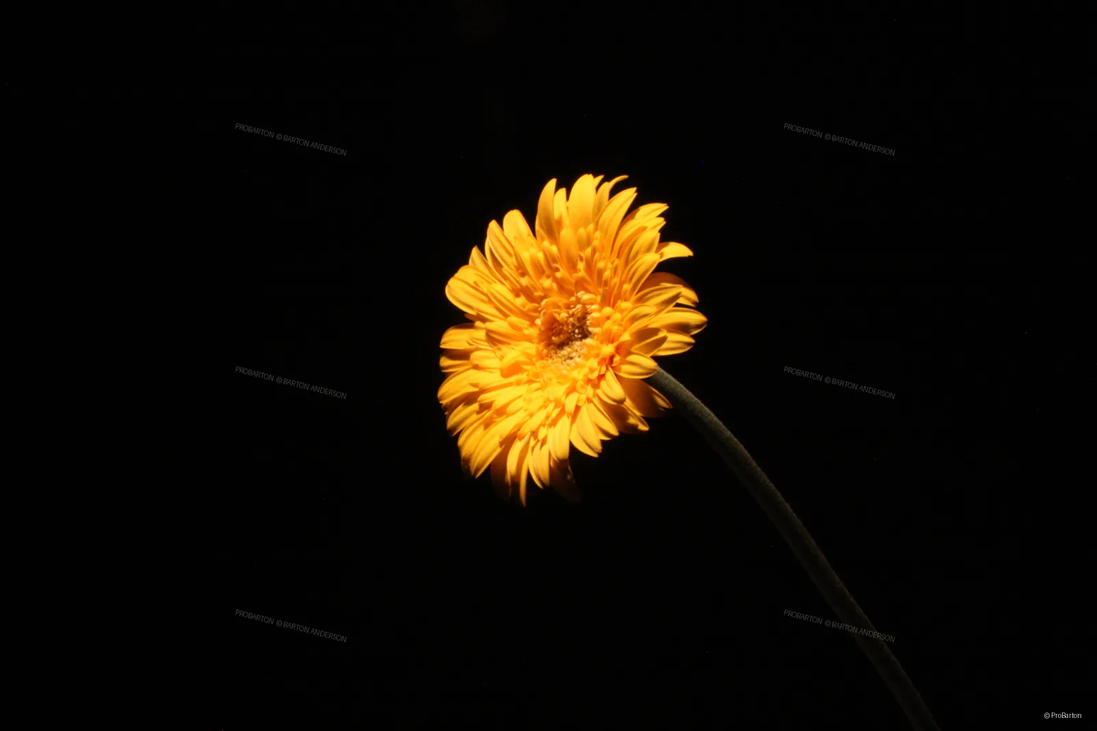 Fine art photograph by ProBarton