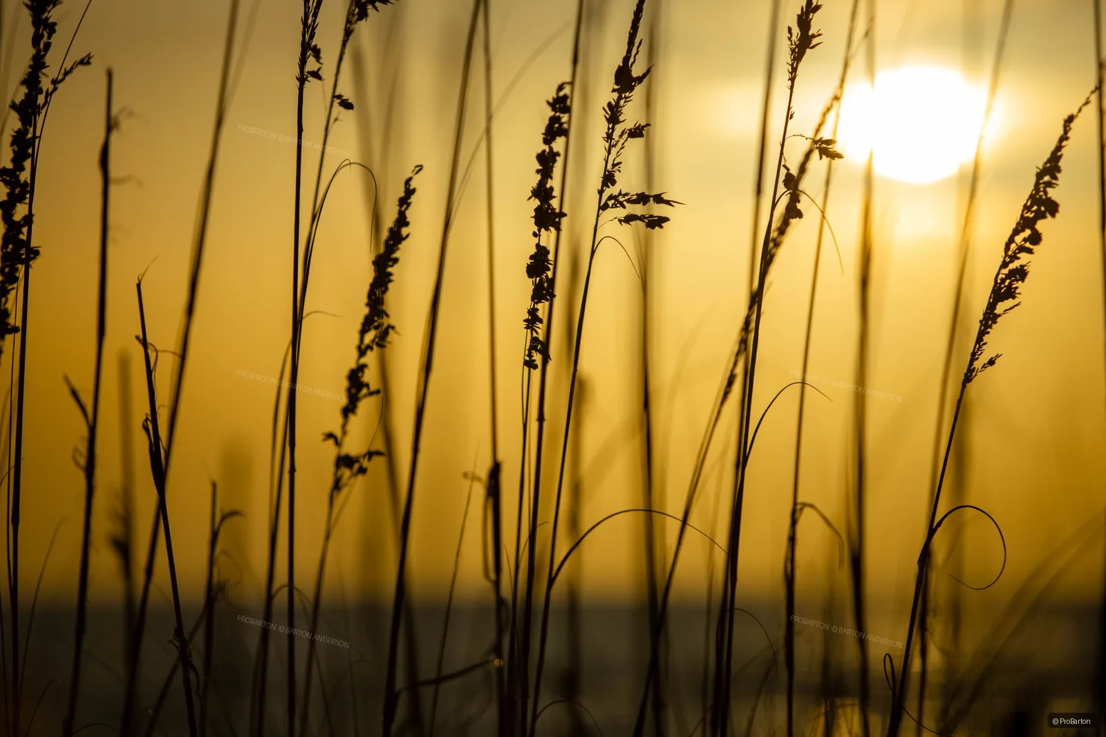 Fine art photograph by ProBarton